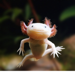 The axolotl group forever