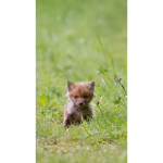 For people that like wolves