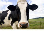 The Cows Animal Group