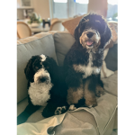 Dog luvers Crew