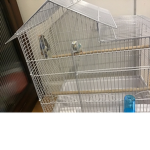 the parrots you got a parrot join