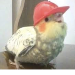 BIRDIE GROUP >w<