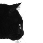 ‘noir
