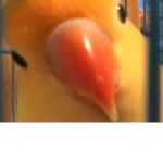 Birbs!