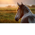 club horse love