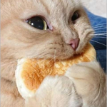 аvа