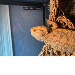 Petsarelife6
