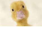 Duckies Ducky