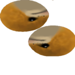 Team DOGESS