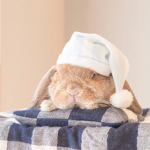 Bunny's Fam