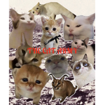 The cat gang or keel cats
