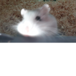 Nibbles squad