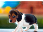 Extreme Puppy Lovers