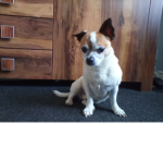 Puppyyyyyy
