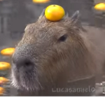 Sapo ensaboado