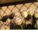 glossier roses