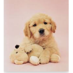 Domesticated Dogs