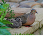 Turtle Dove Club