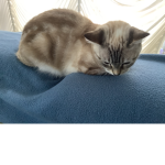 The cat’s world