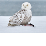 Owl’s Cozy Cave