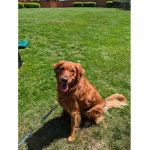 Golden Retriever’s / any dog group