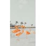 Tropical Mauii <3