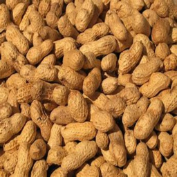 Survive Peanut The Killer