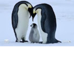 The Best cutest penguin
