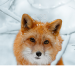 XxKawaii FøxXx