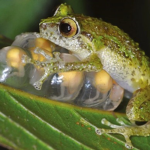 frogs cult