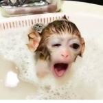 !monkeyzz!