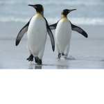 THE__PENGUIN__ARMY