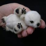 -•-The Cute bears :3