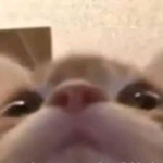 Insanoswasa