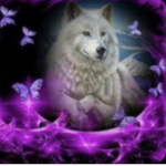 Wolf pack butterfly