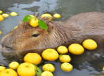 The offical capybara hangout