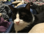 Cats for people who like cats