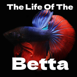 The Life Of The Betta