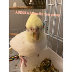 Aurora fandom
