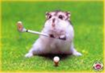Master hamsters