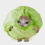 The Lettuce Family