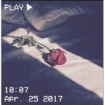 *~Roses~*