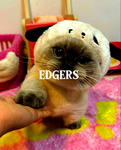 The edgers united