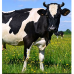 Cows studios