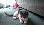 Cats Clothing and Games
