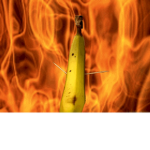 Banana cult (;
