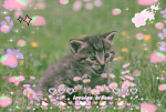 .｡*ﾟ+.*.｡ lovelyn k1ttens .｡*ﾟ+.*.｡