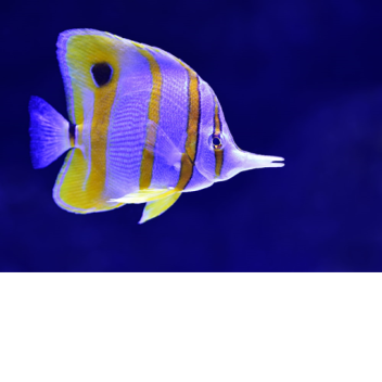 Tower of The J is Real