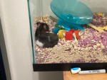 This is a group that hamsters are cute