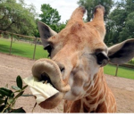 giraffes military